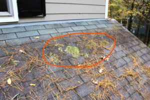 Doherty home inspections moss on roof