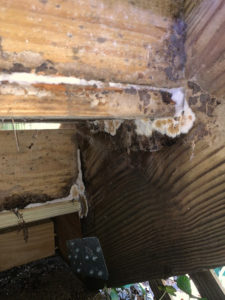 mold in crawl space doherty