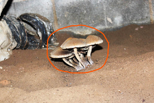 mushrooms in the crawlspace